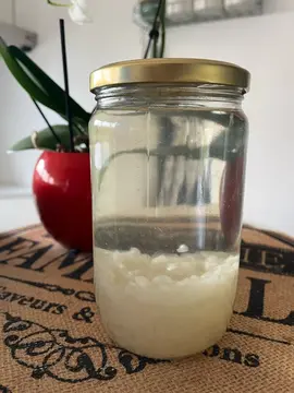 Grains de kéfir d’eau