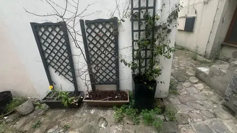 plantes en pots