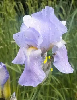bulbes iris