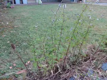 Plants de menthe