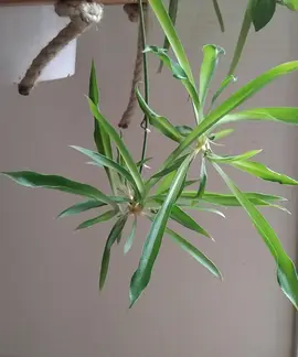 bouture de plante araignée