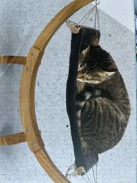hamac pour chat