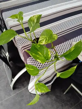 pousse de Potos