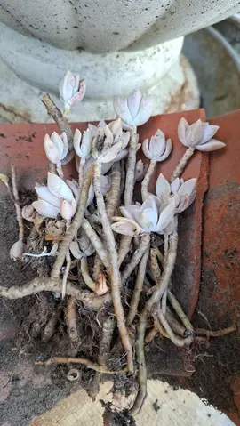 repousses de plante grasse