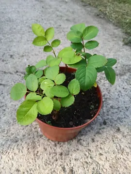 Rosier nain
