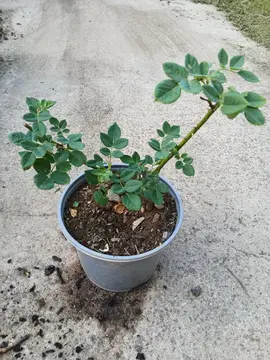 Rosier