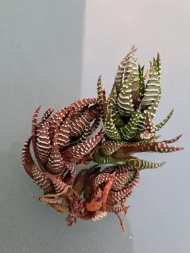 rejet de cactus