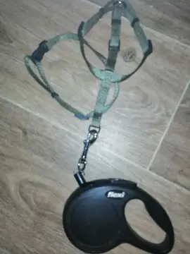 Ensemble laisse petit chien ou chat
