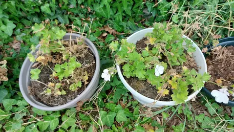 4 pots géraniums blancs