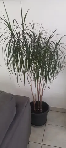Plante d' interieur