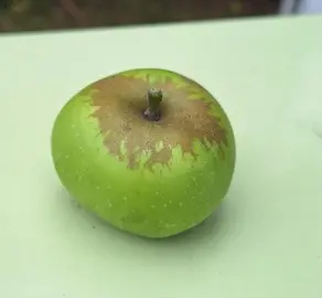 Cueillette de pommes gratuite !