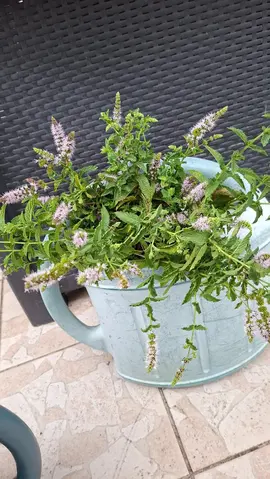 menthe