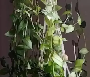 Boutures de plante tombante misère Tradescantia