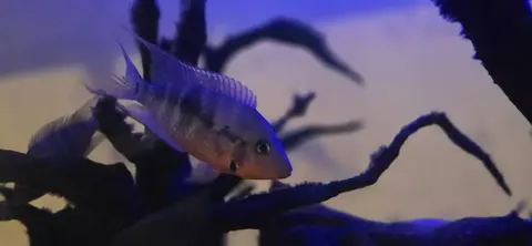 poissons