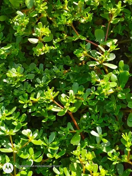 Pourpier sauvage du jardin