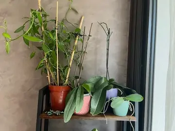 orchidées