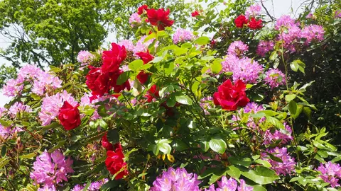 Recherche plantes à donner