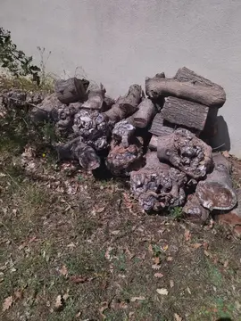 lot de bûches de mûrier