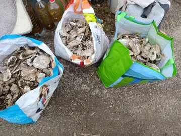 coquilles d'huîtres