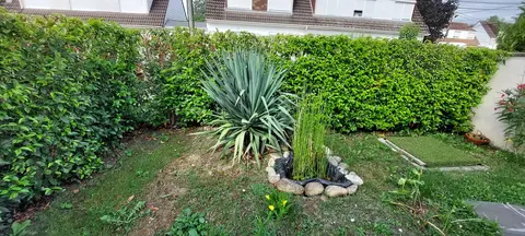 Yucca