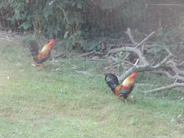 coq