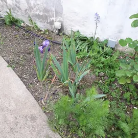 Bulbes d'iris mauve
