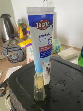 dentifrice chien