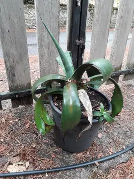 aloe