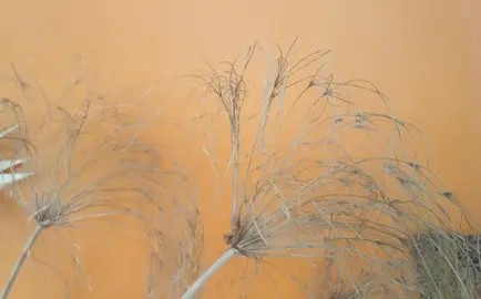 3 fleurs de papyrus séchées