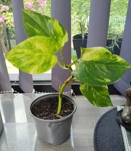 pousse de potos