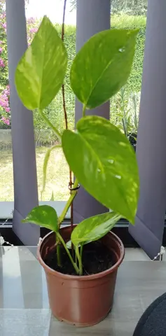 pousse de Potos