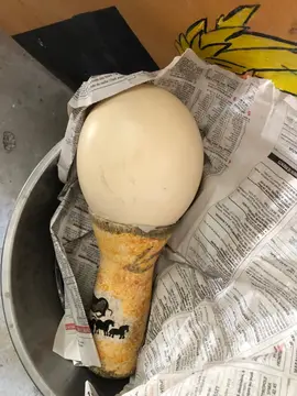 3 oeufs d’Autruche