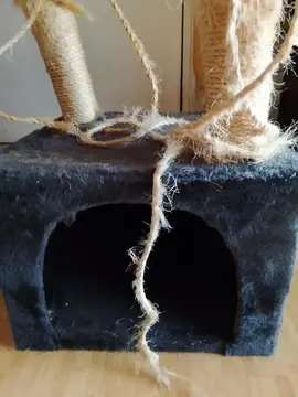 arbre à chat