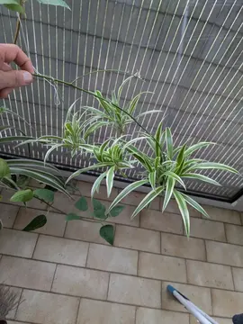 rejetons de chlorophytum
