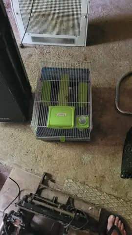 cage hamster