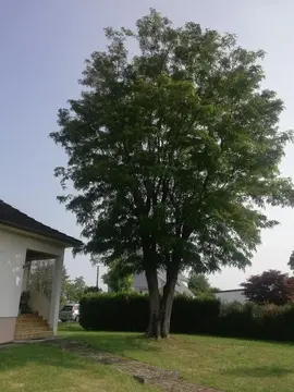 Donne gratuit CONTRE enlèvement grand Arbre Robinier/Faux-Acacia