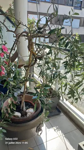 plantes