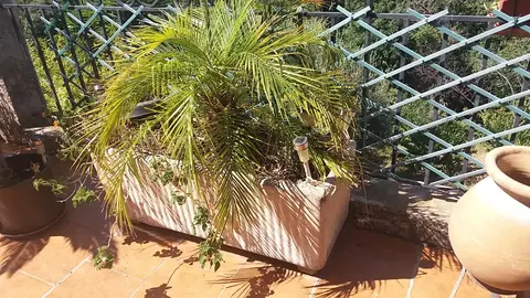 Grande jardinière + plantes très bon état