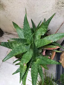 Aloé Vera