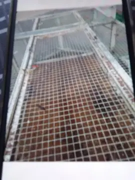 Cage oiseaux