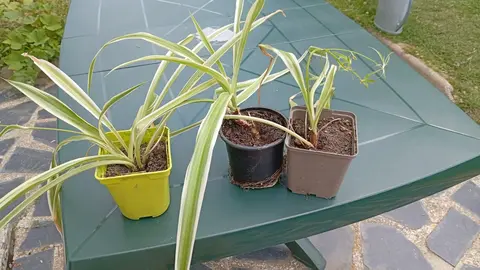 plante chlorophytum