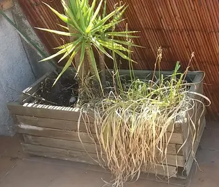jardinière en bois 100 x 50 cm + yucca