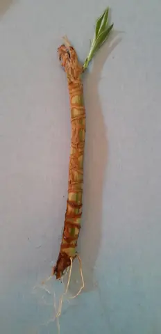 bouture 2 dracaena
