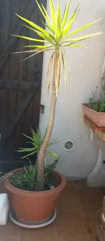grand pot en terre cuite + yucca