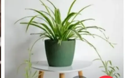DONNE plantes chlorophytum