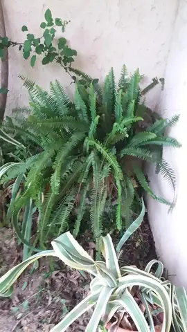 fougère + plantes grasses