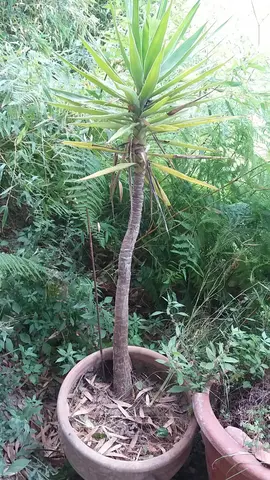 jarre + yucca
