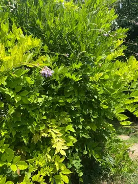 tiges glycine