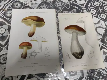 2 affiches vintage botanique champignons