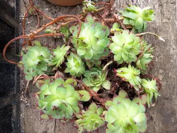 Plante grasse / Sempervivum